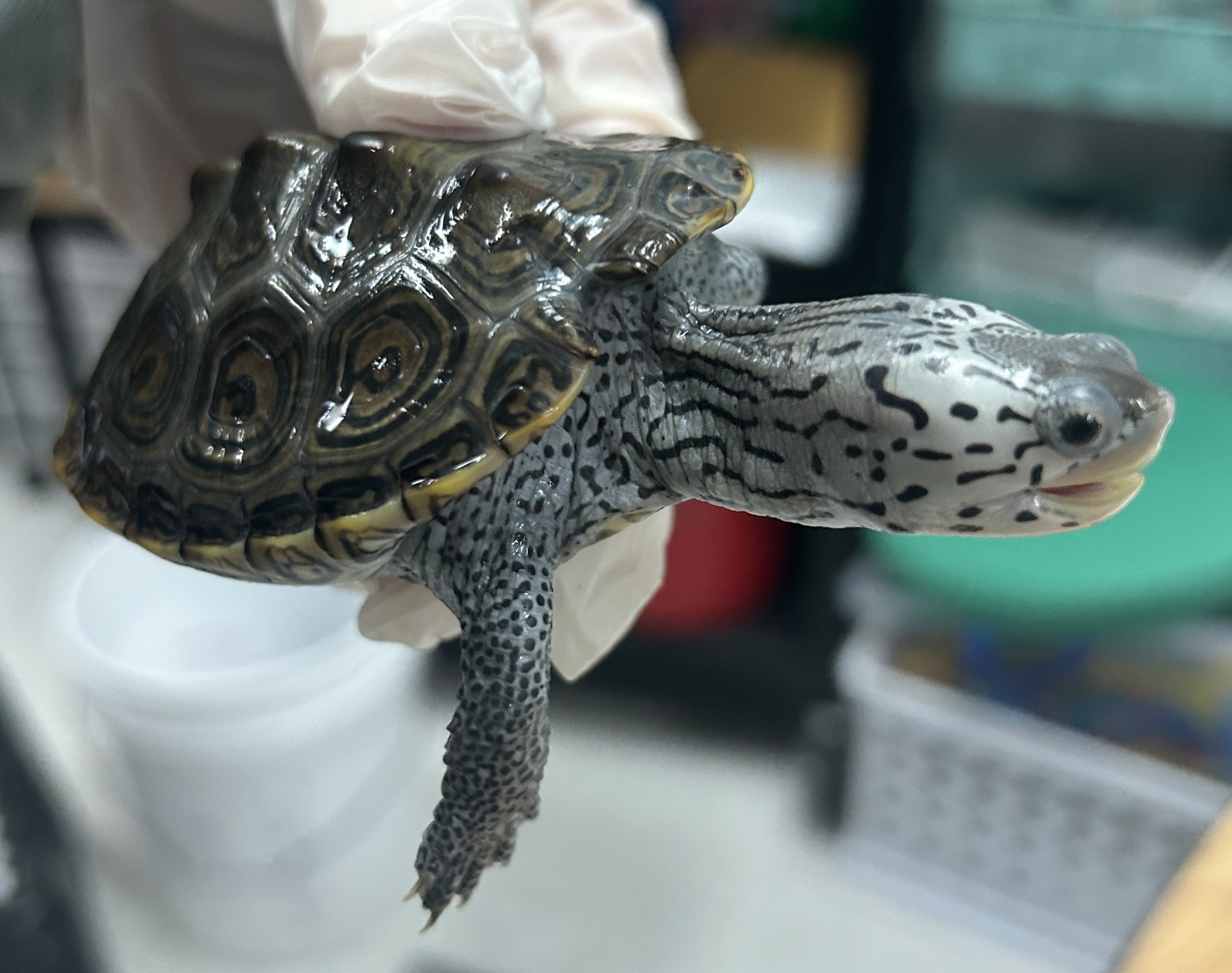 Picture of a terrapin.