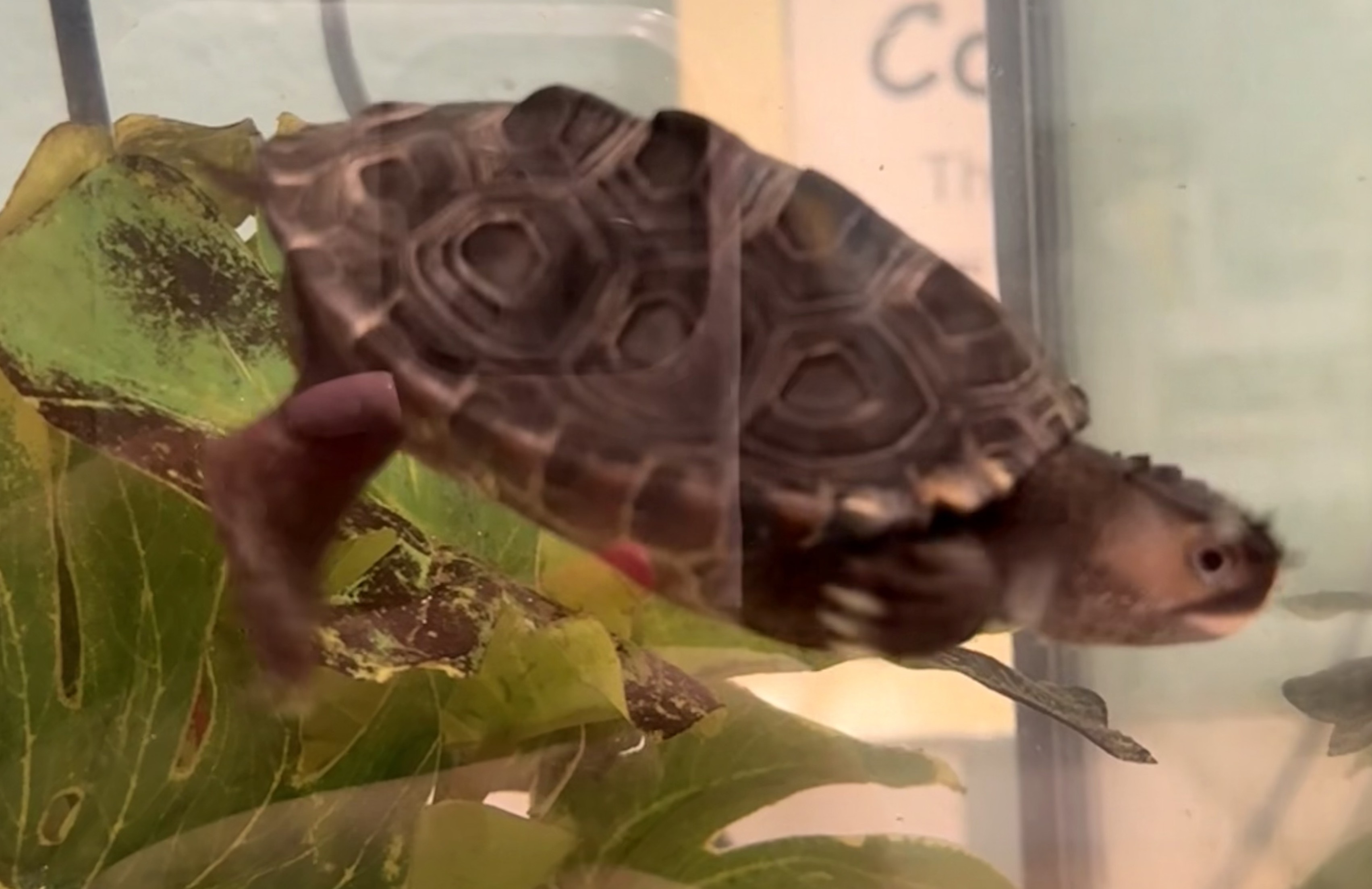 Picture of a terrapin.