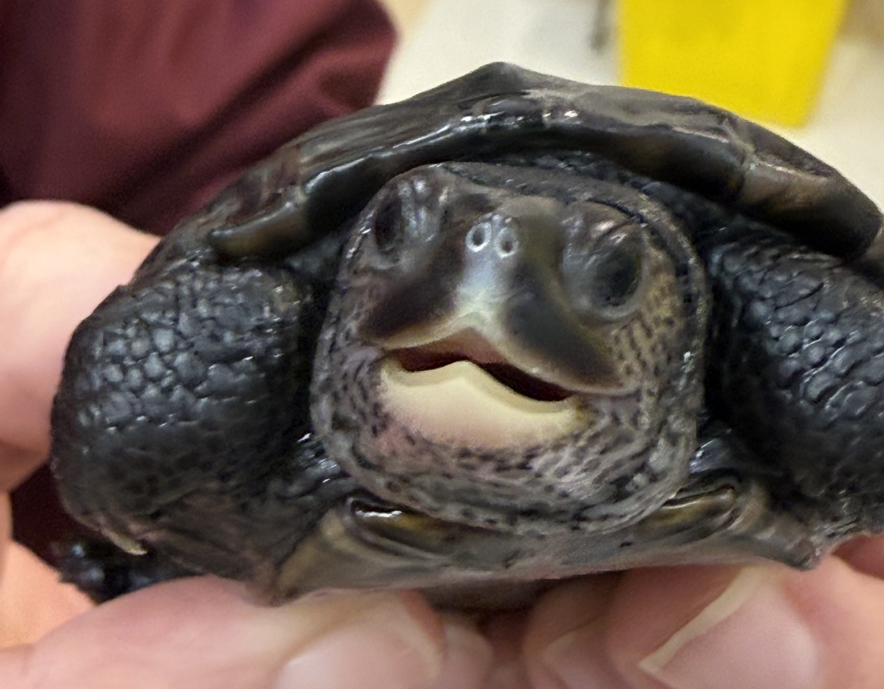 Picture of a terrapin.