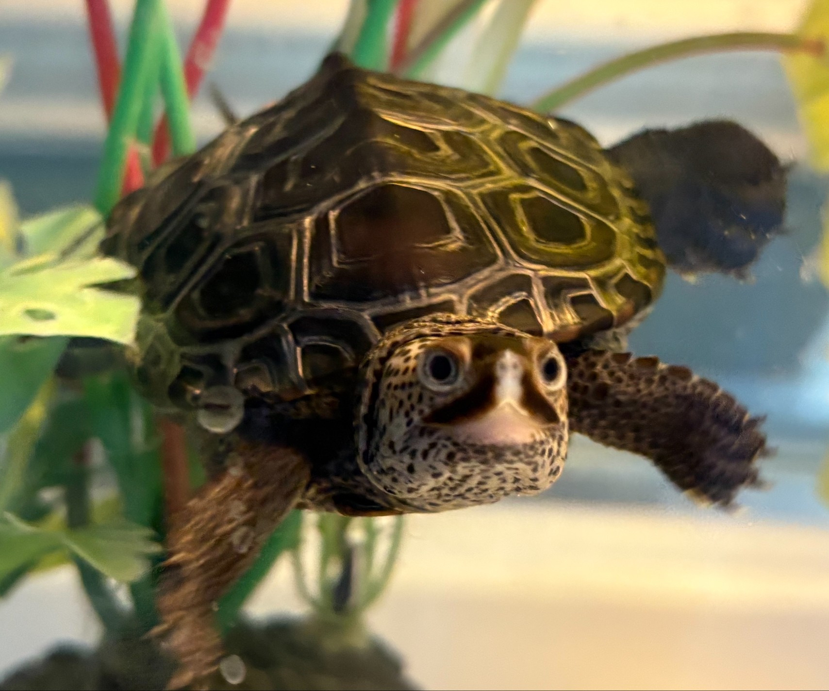 Picture of a terrapin.