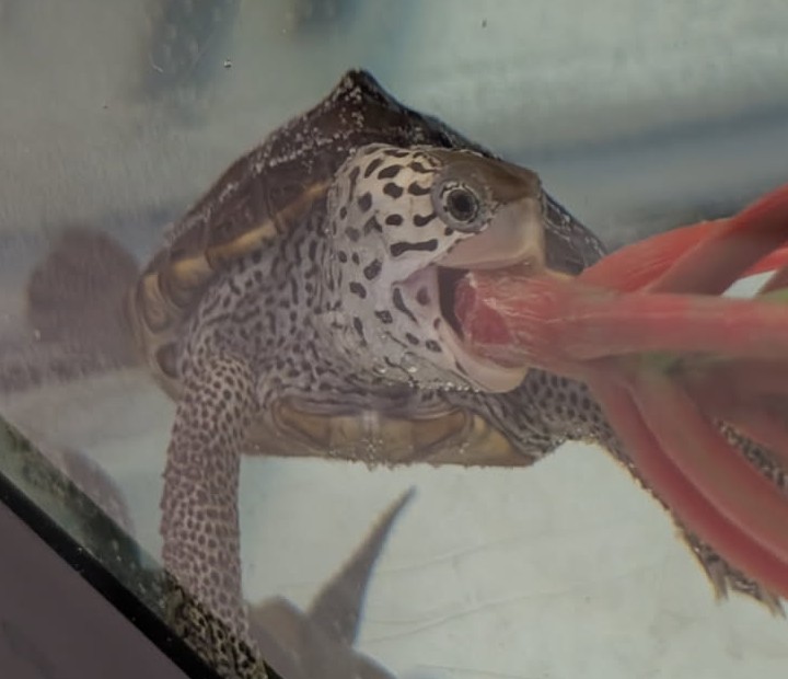 Picture of a terrapin.