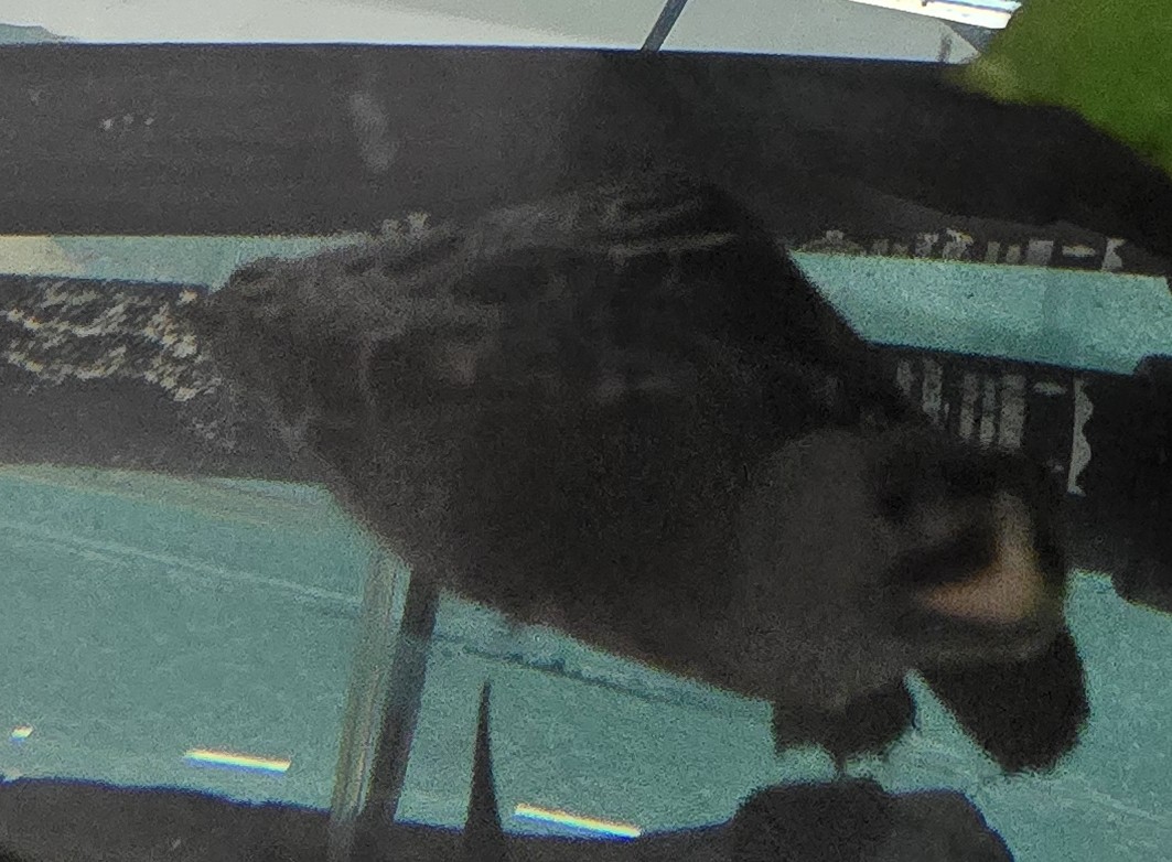 Picture of a terrapin.