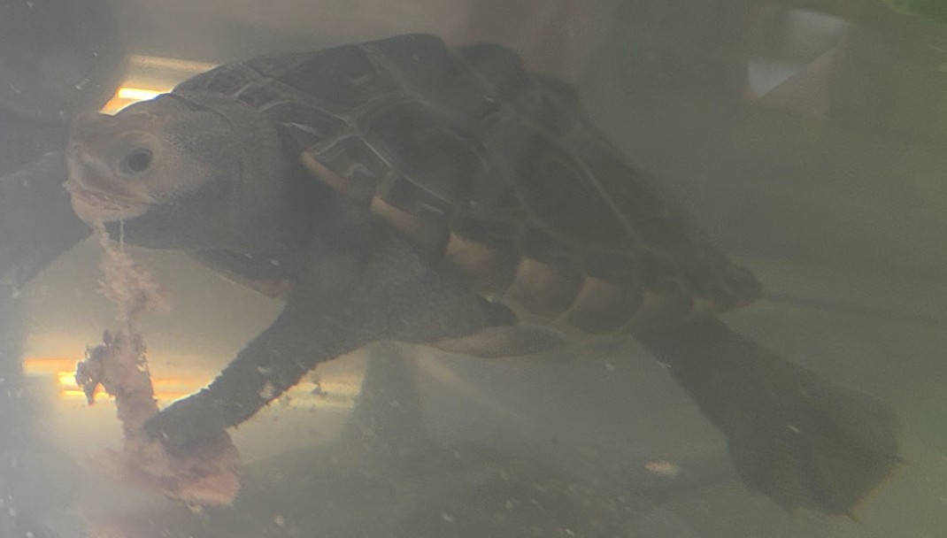 Picture of a terrapin.