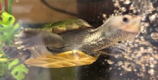 Picture of a terrapin.