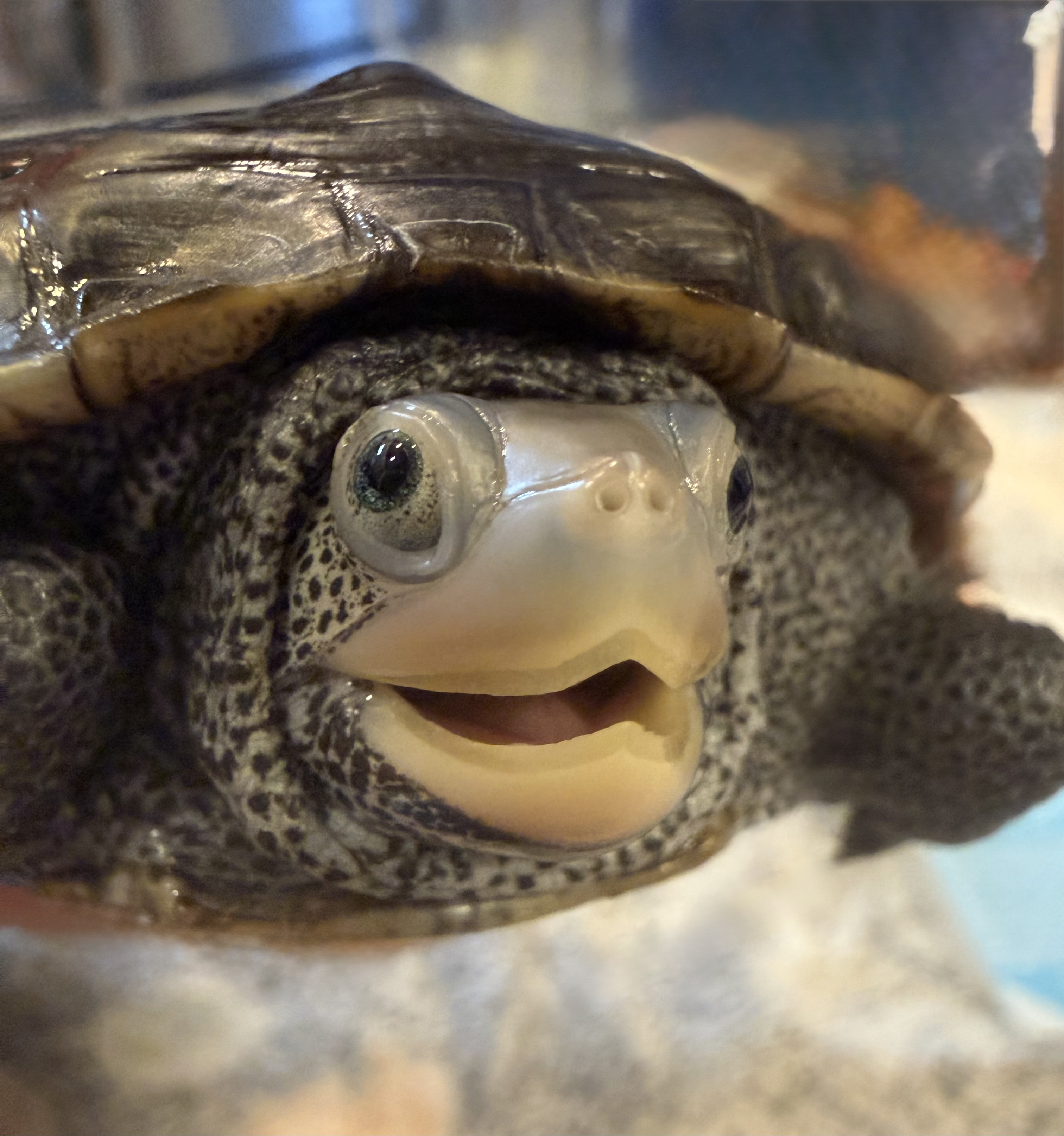 Picture of a terrapin.