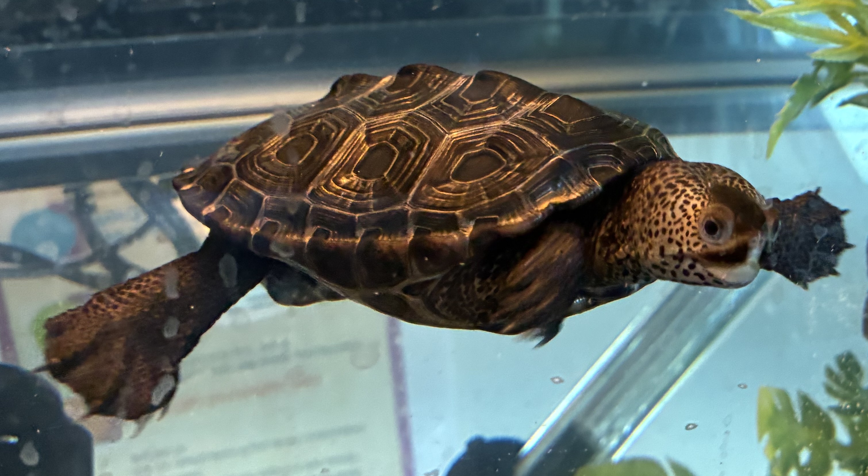 Picture of a terrapin.