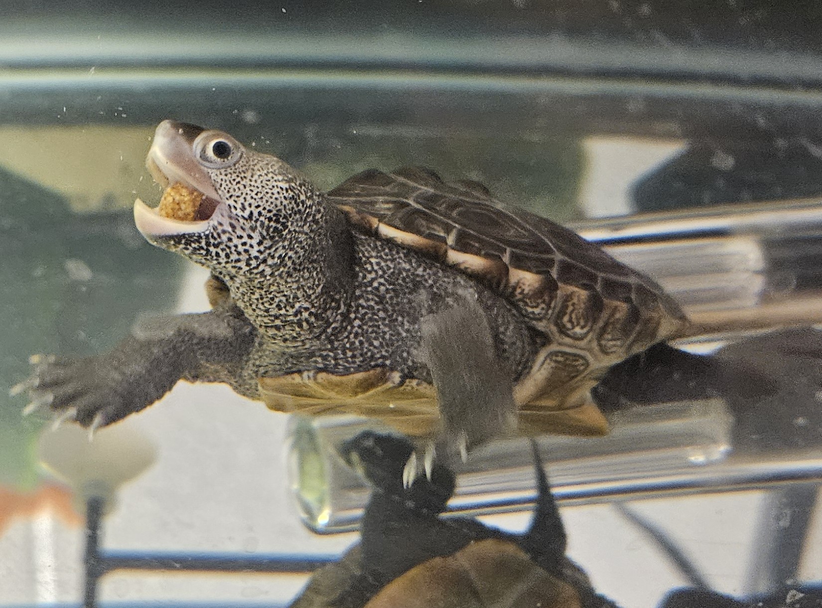 Picture of a terrapin.
