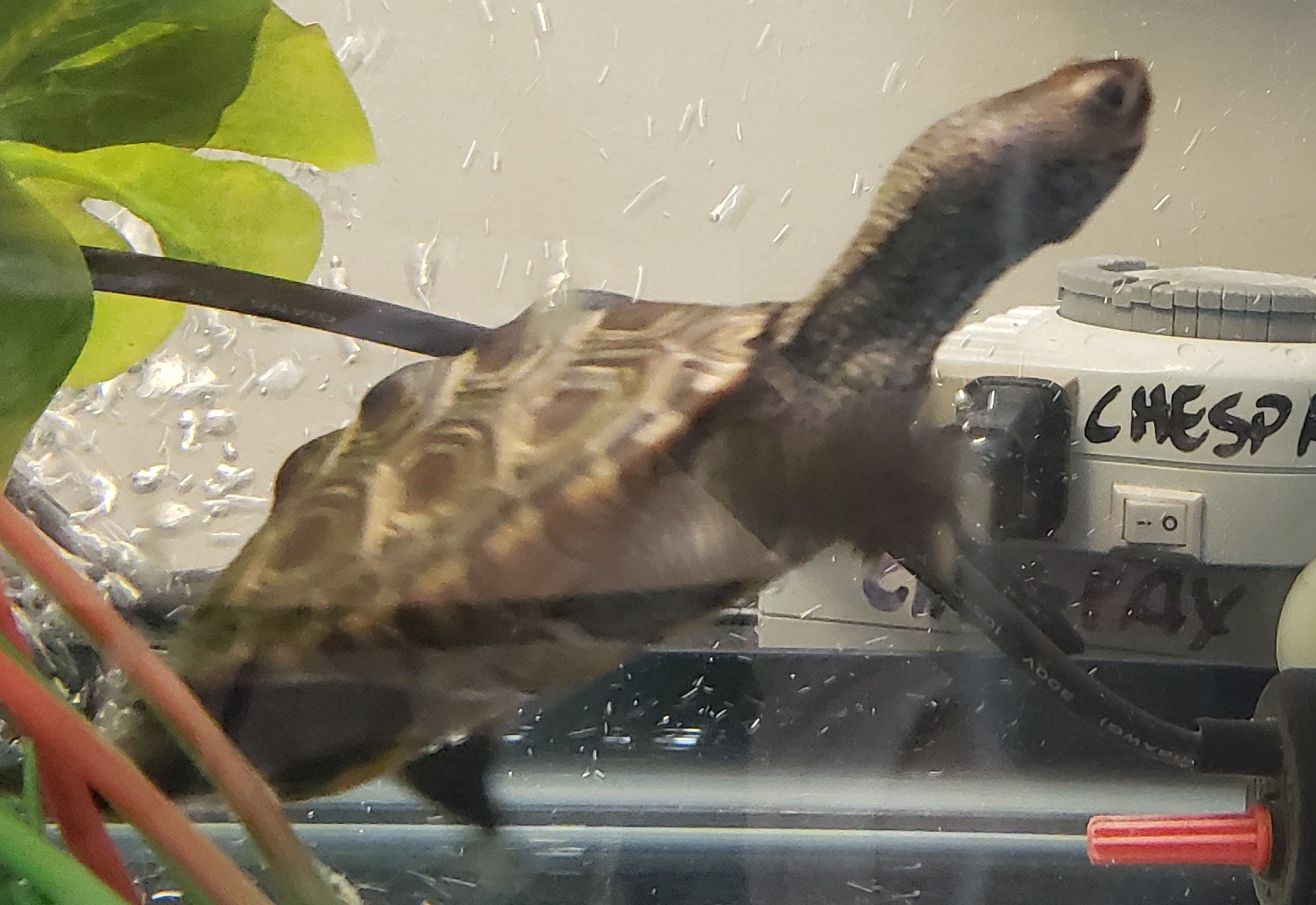 Picture of a terrapin.