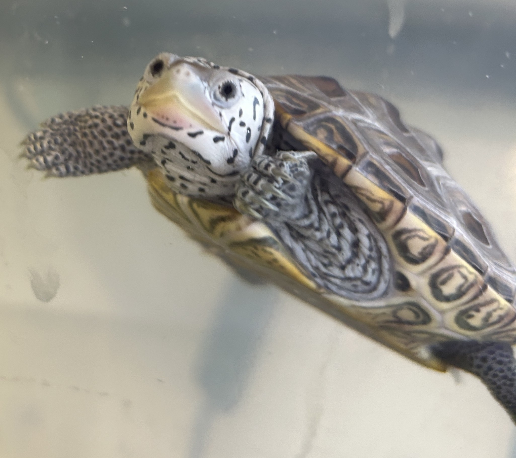 Picture of a terrapin.