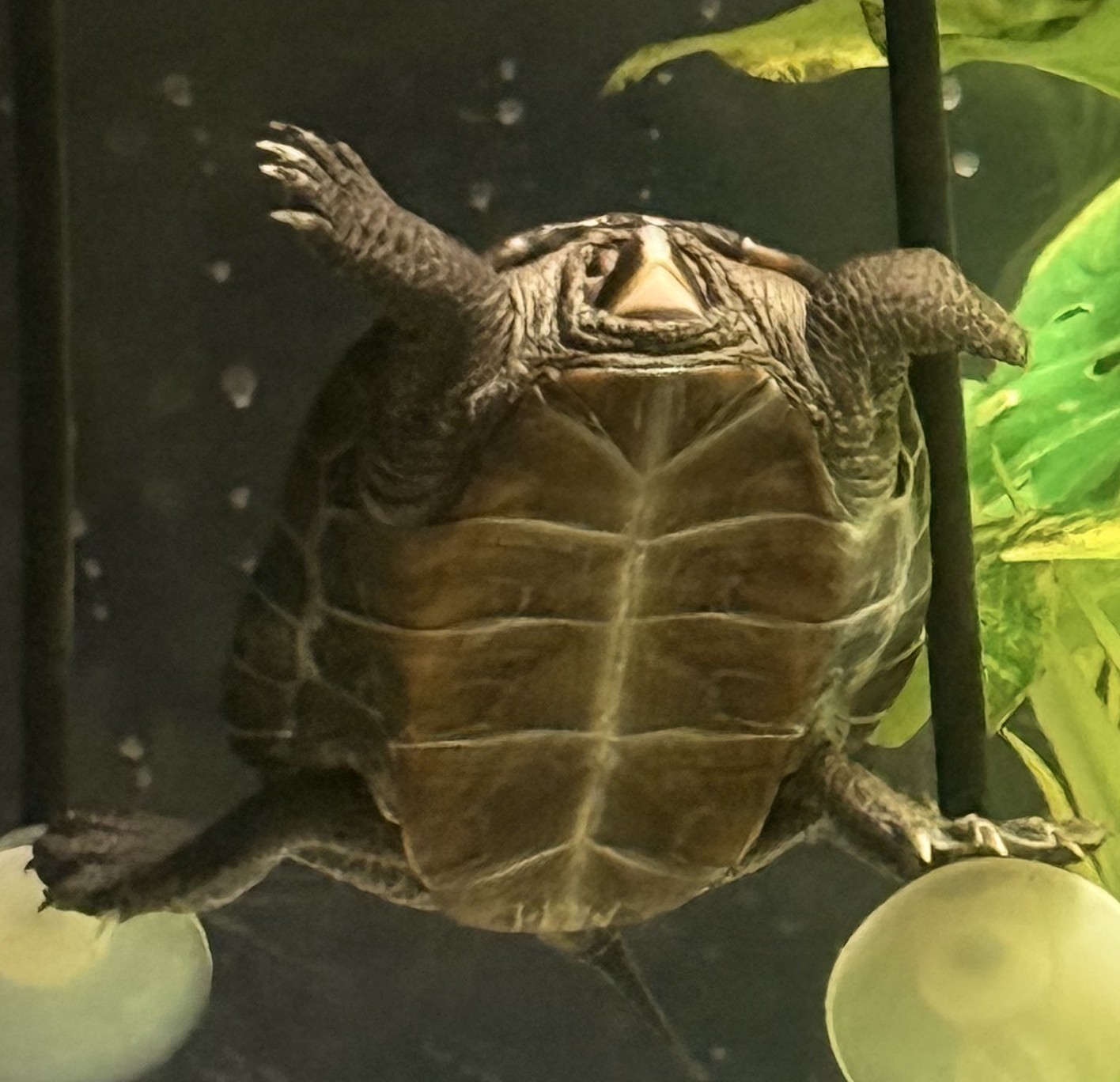 Picture of a terrapin.
