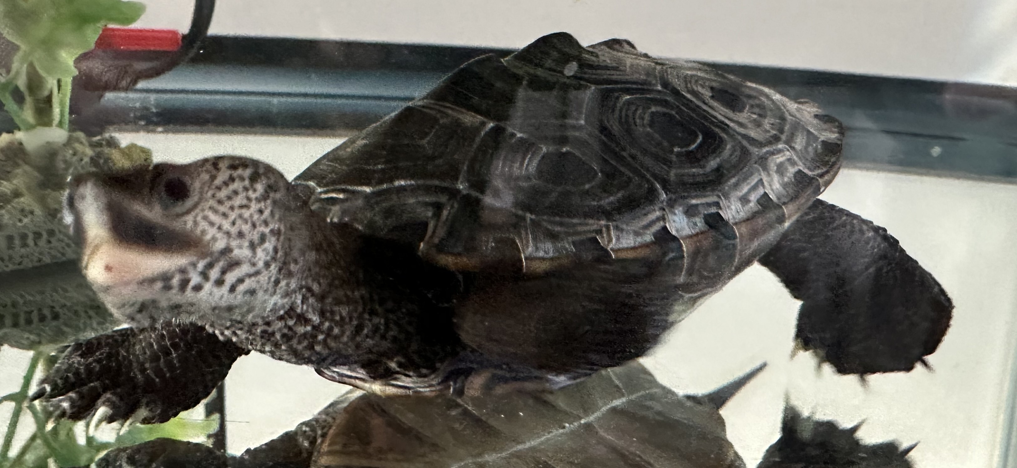 Picture of a terrapin.