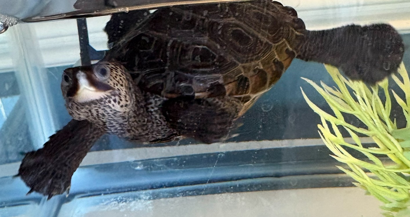 Picture of a terrapin.