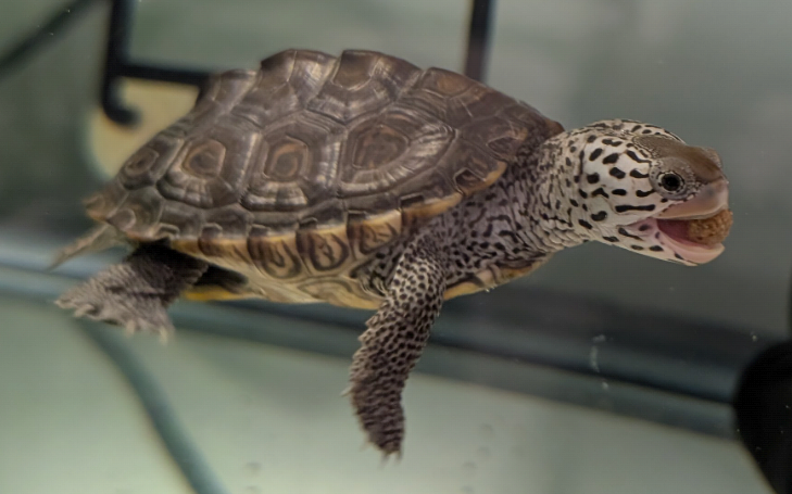 Picture of a terrapin.