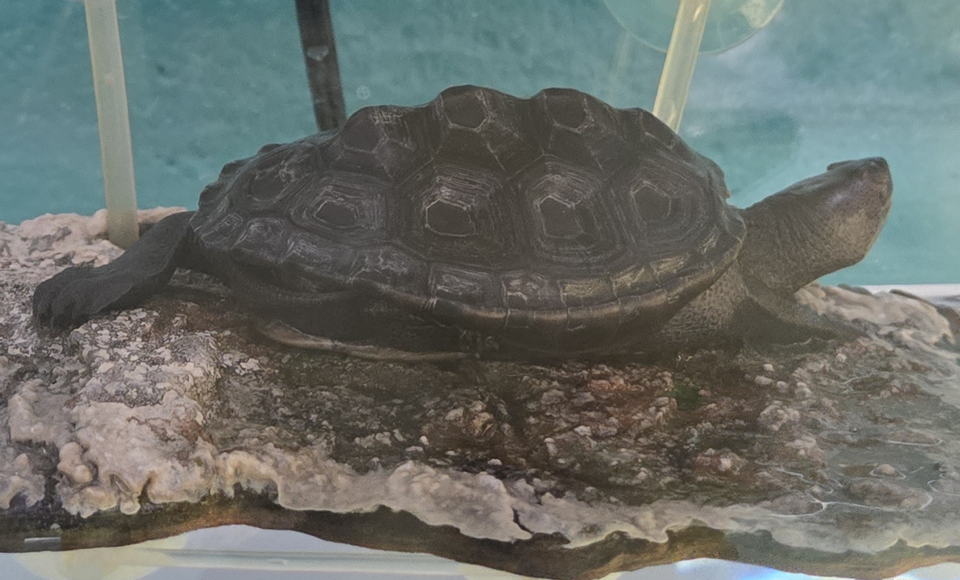 Picture of a terrapin.