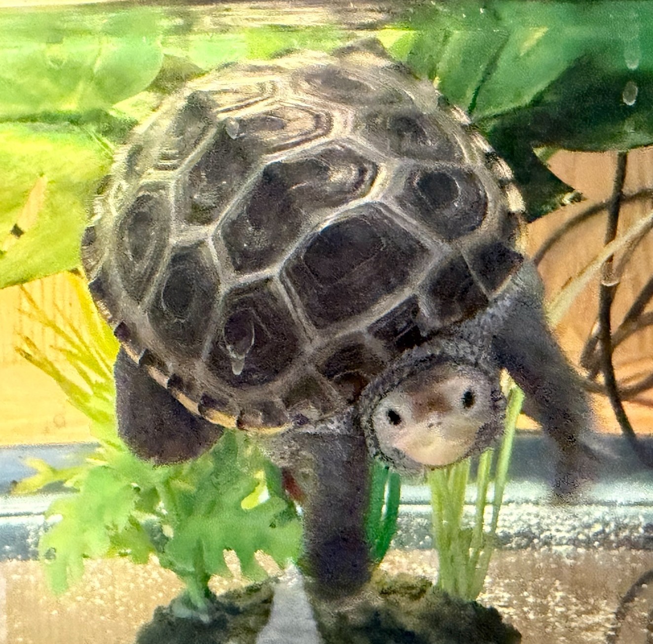 Picture of a terrapin.