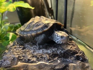 Picture of a terrapin.
