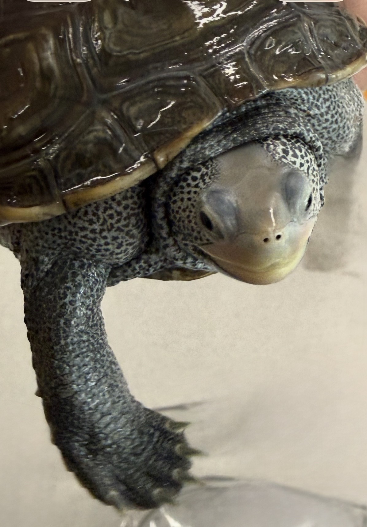 Picture of a terrapin.