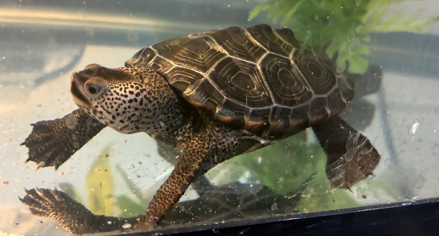 Picture of a terrapin.