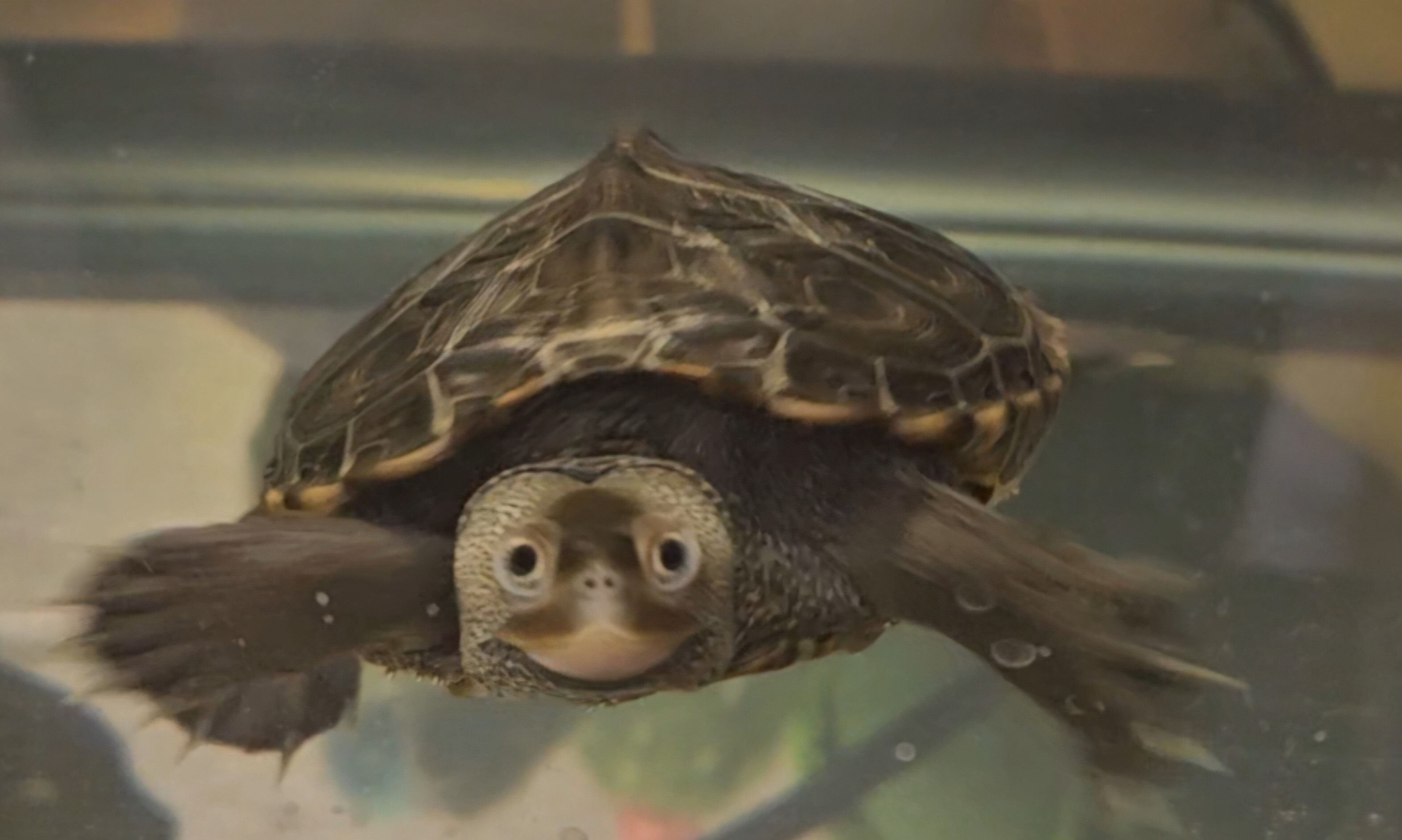 Picture of a terrapin.