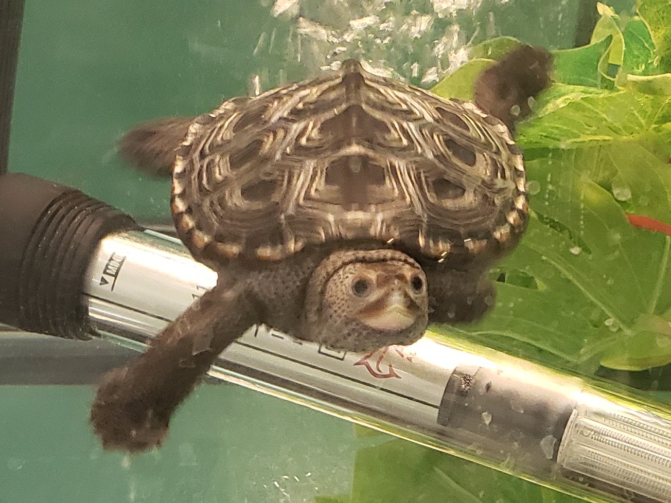 Picture of a terrapin.