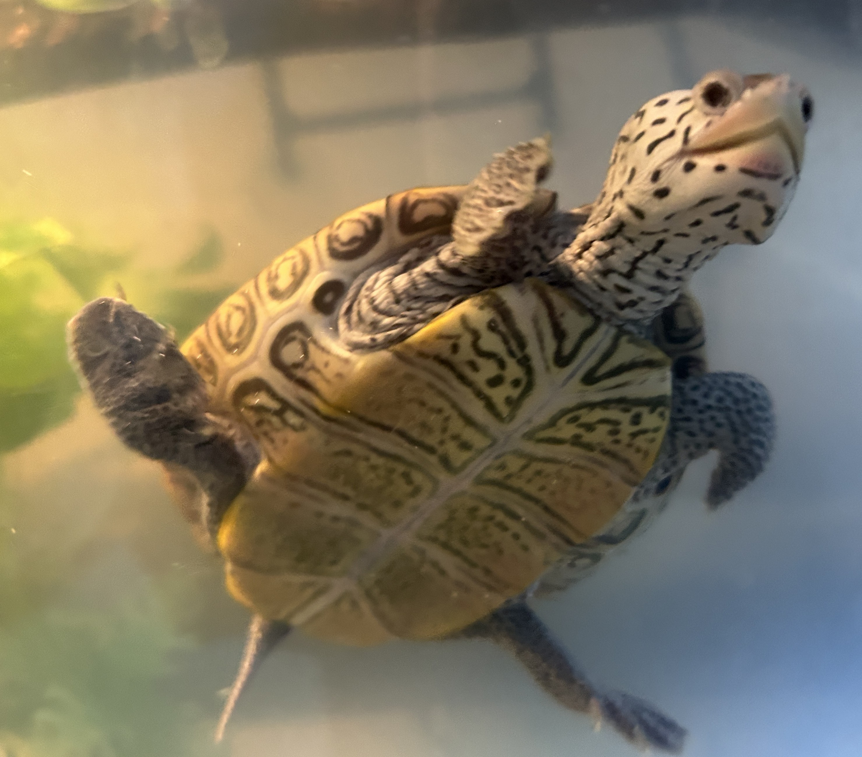 Picture of a terrapin.