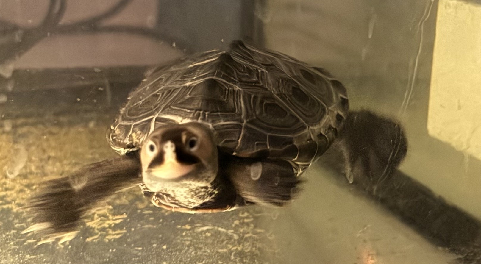 Picture of a terrapin.