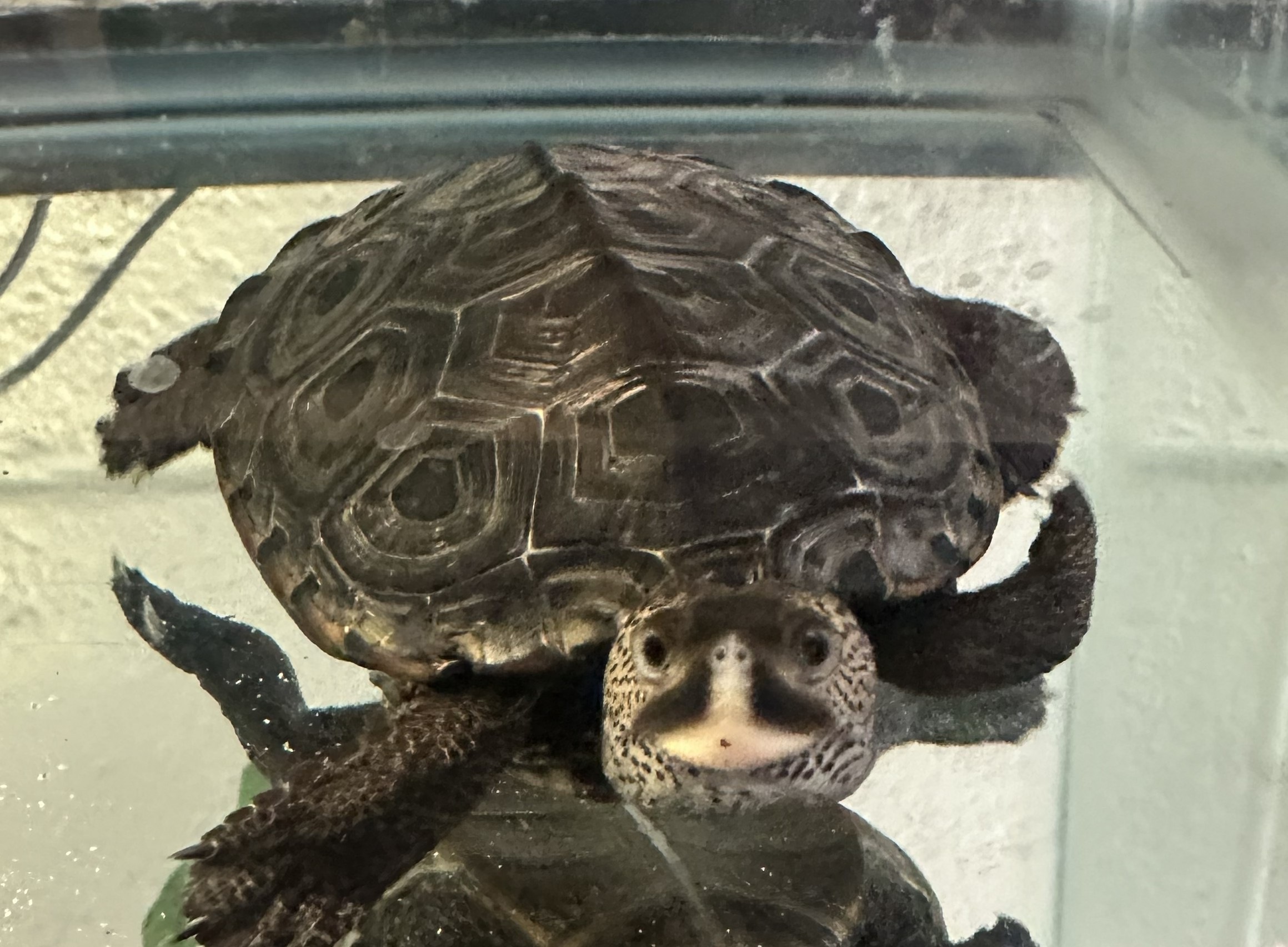 Picture of a terrapin.