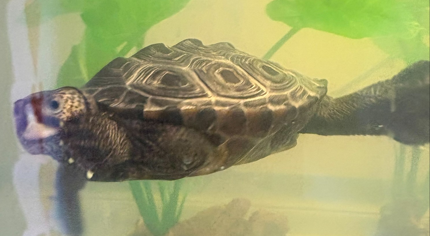 Picture of a terrapin.