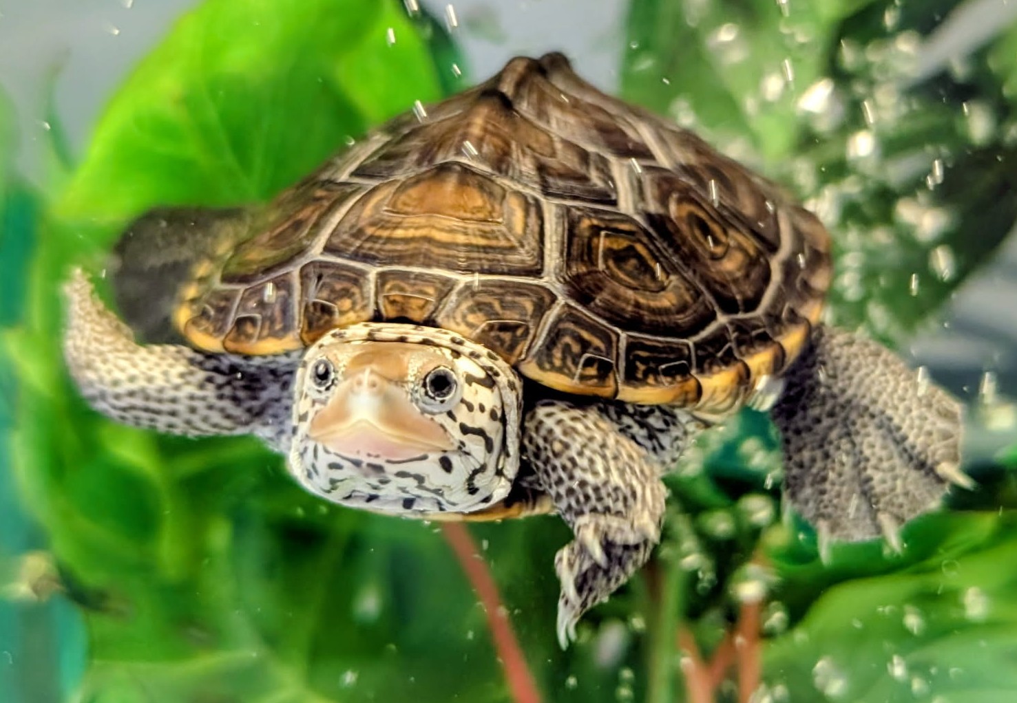Picture of a terrapin.