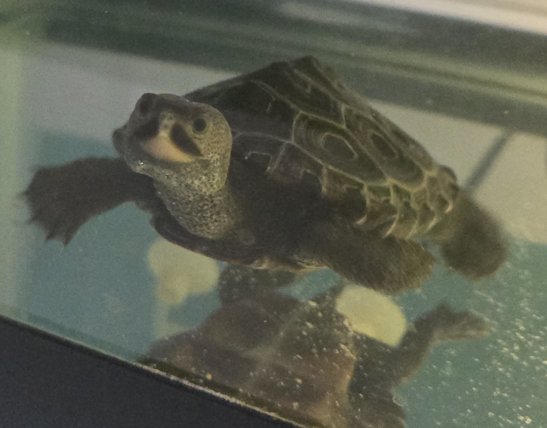 Picture of a terrapin.