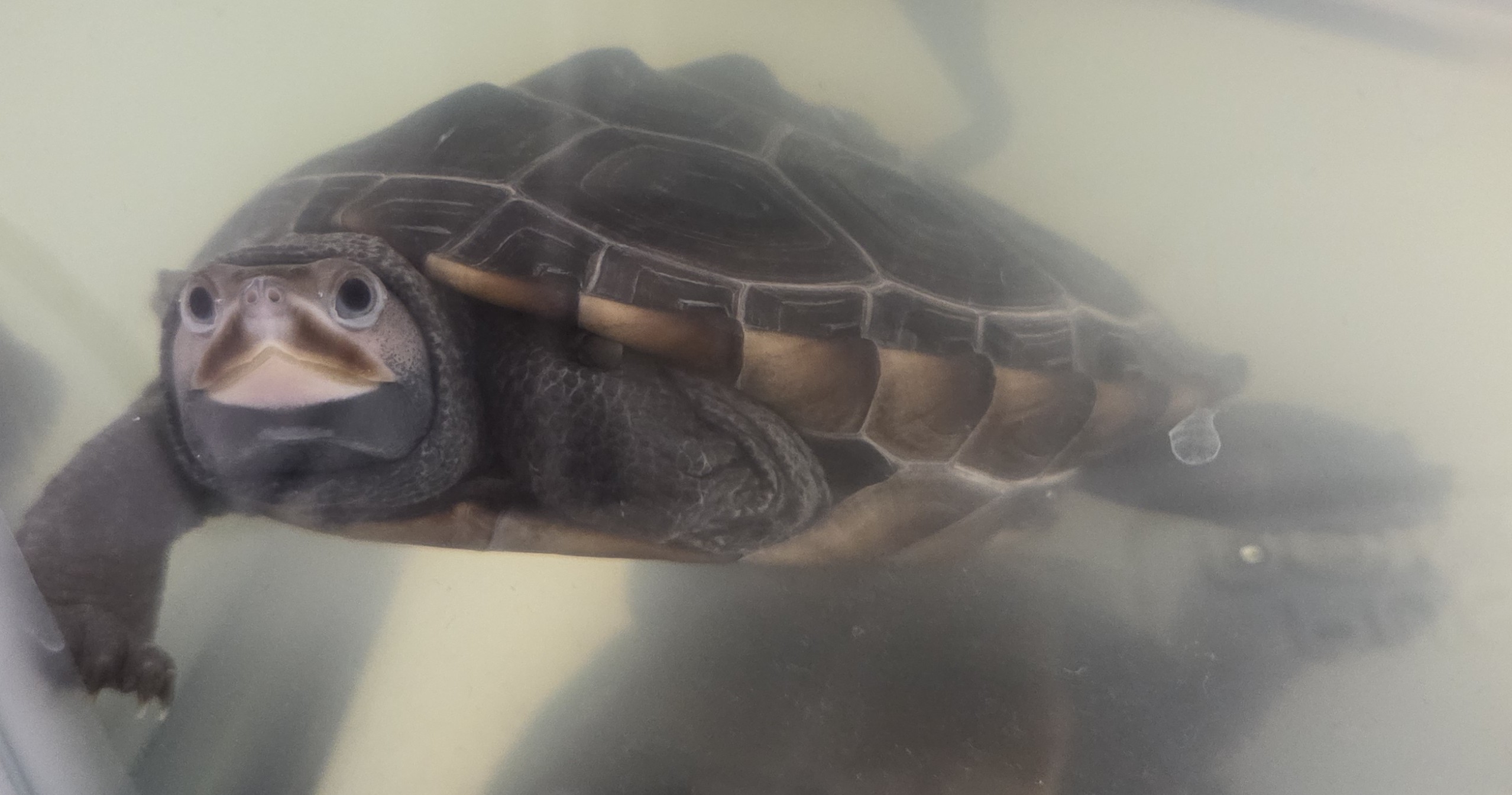 Picture of a terrapin.