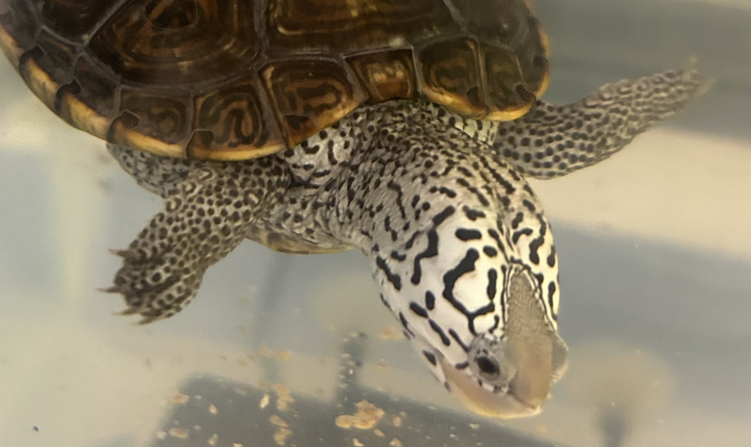 Picture of a terrapin.